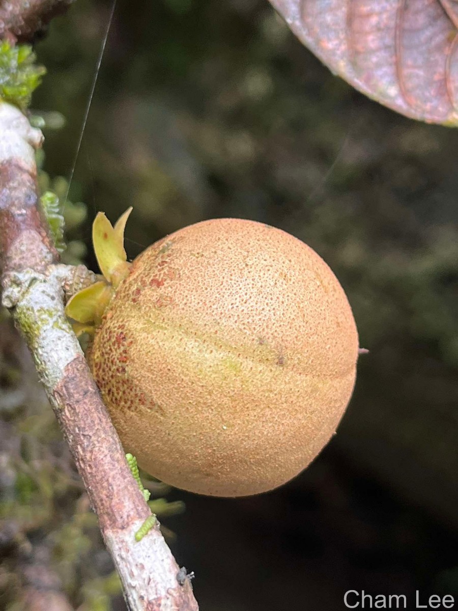 Stemonoporus rigidus Thwaites